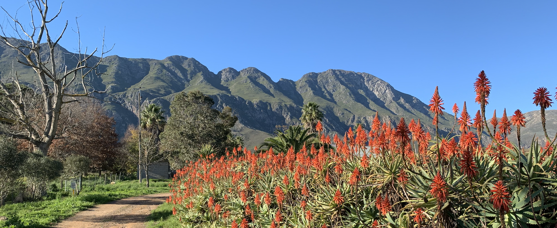 Alloes in full bloom