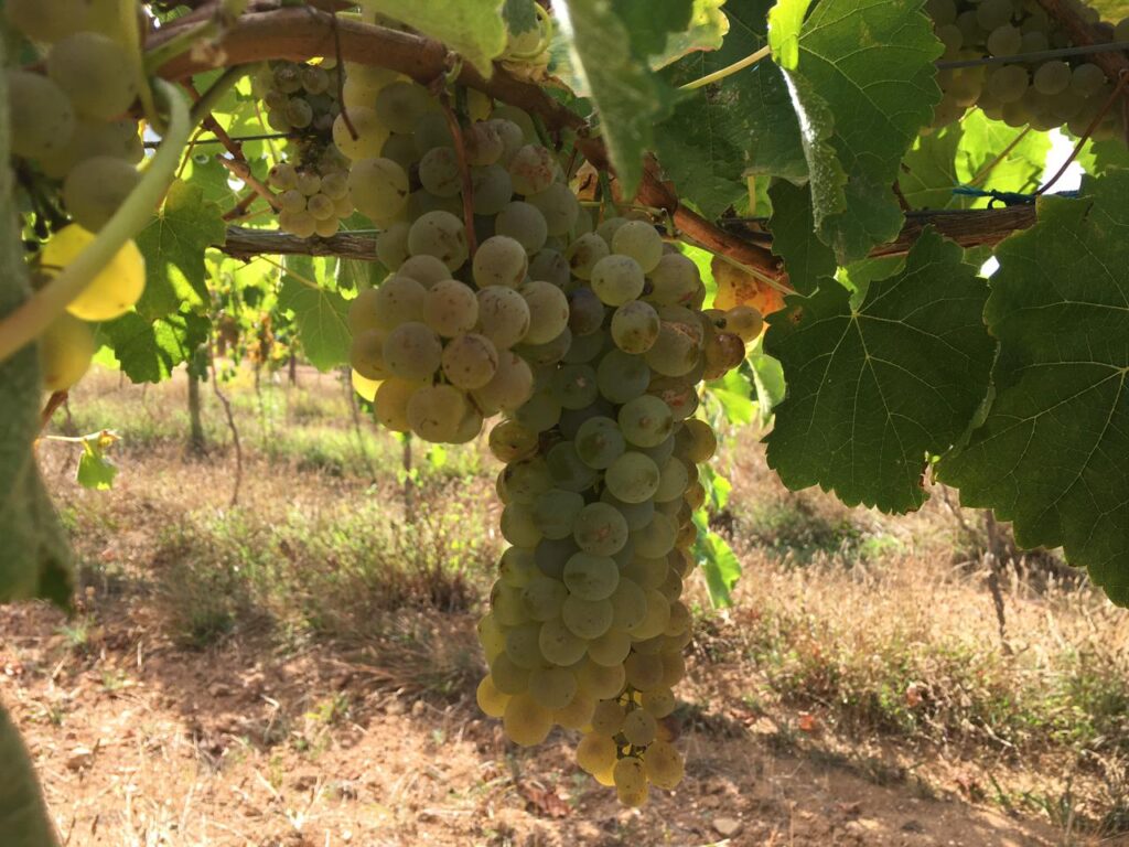 WhatsApp Image 2021-02-19 at 5.23.23 PM